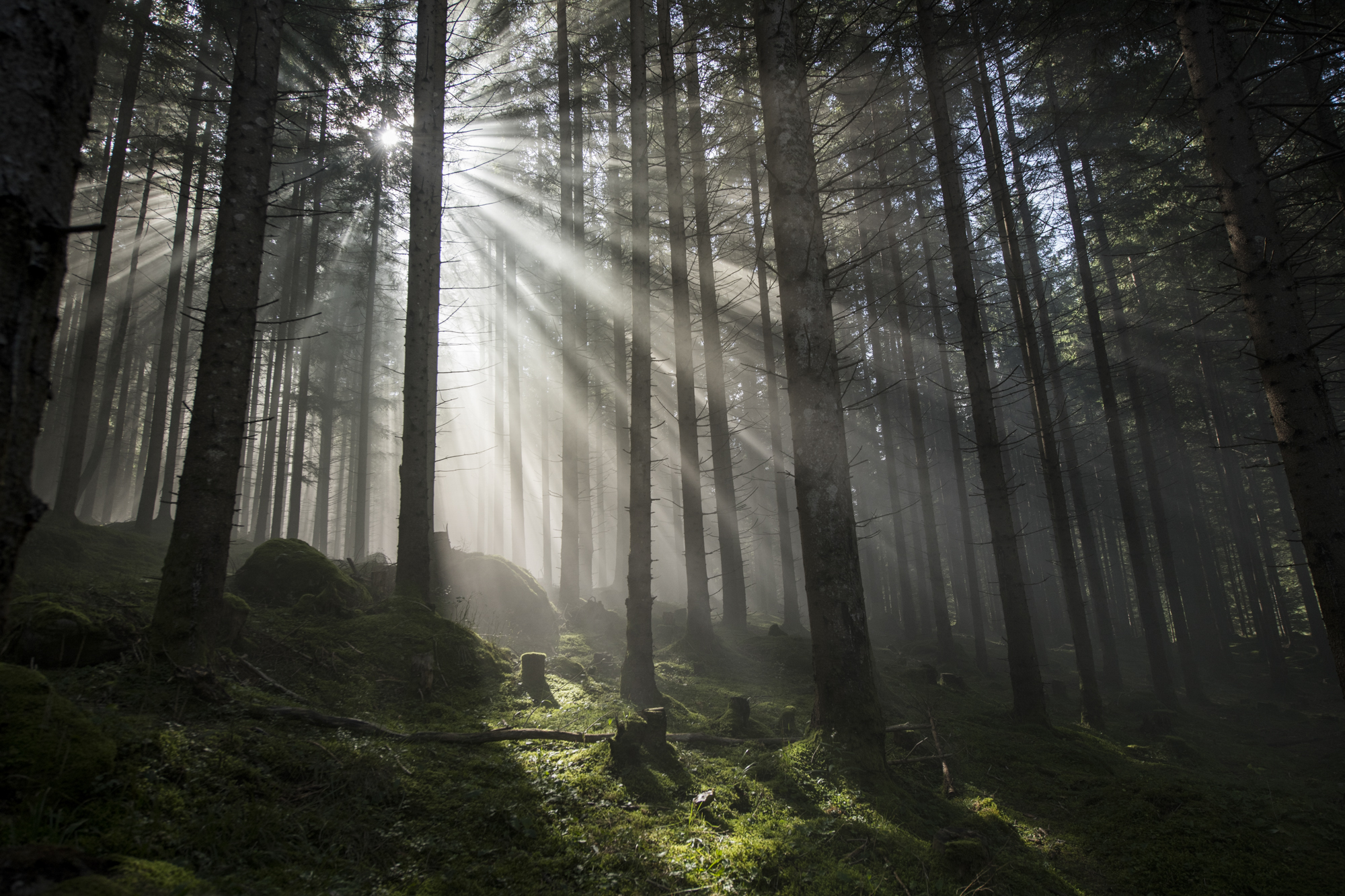 Foto von Alex Papis, Wald mit Sonnenstrahlen